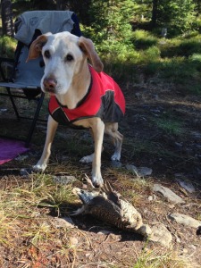 pic of a dog with a grouse