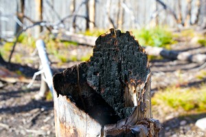 hollow tree stump after forest fire
